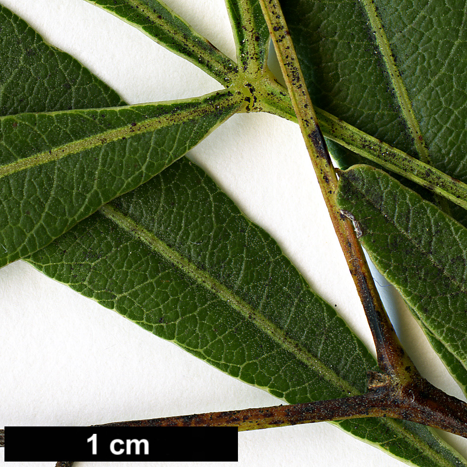 High resolution image: Family: Anacardiaceae - Genus: Rhus - Taxon: lancea